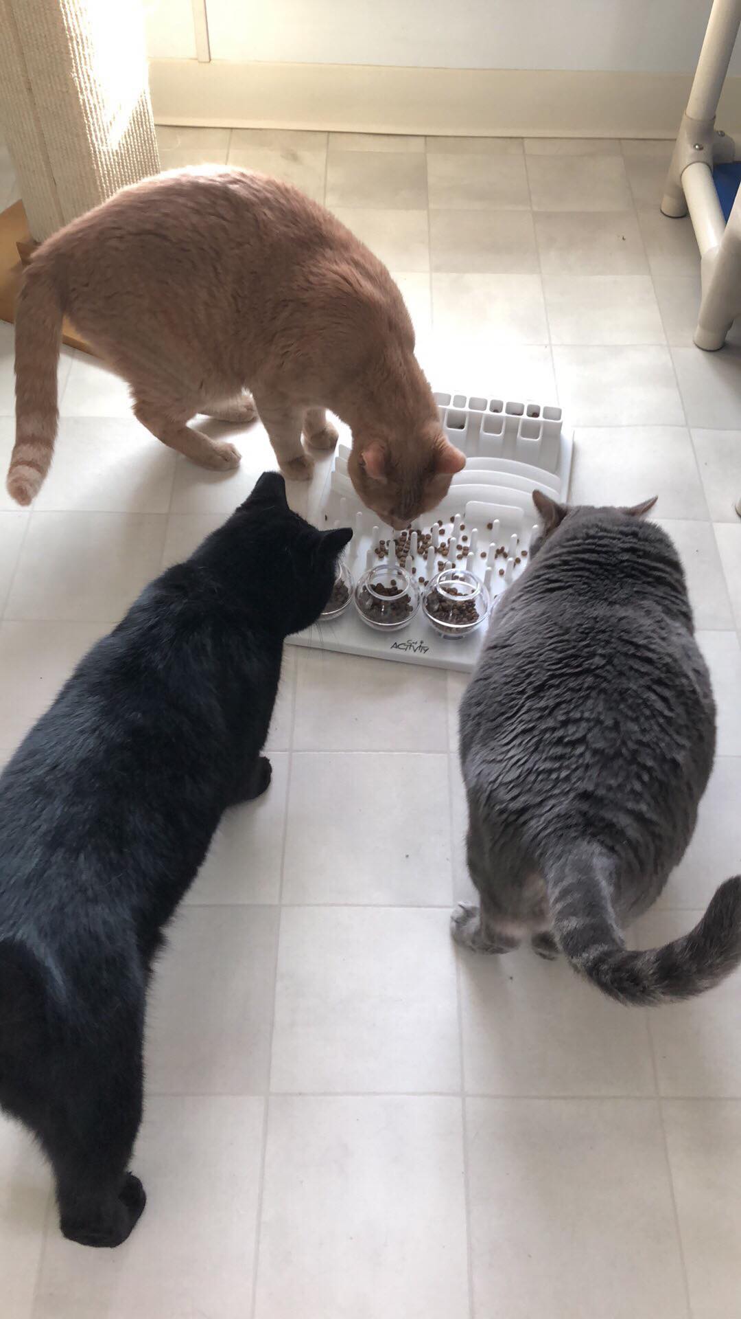3 cats using a food puzzle